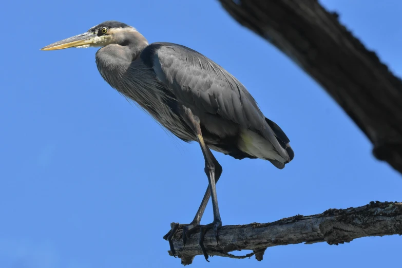 the long legged heron sits on top of the nches