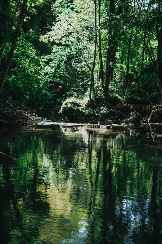 a group of trees and some water and some leaves