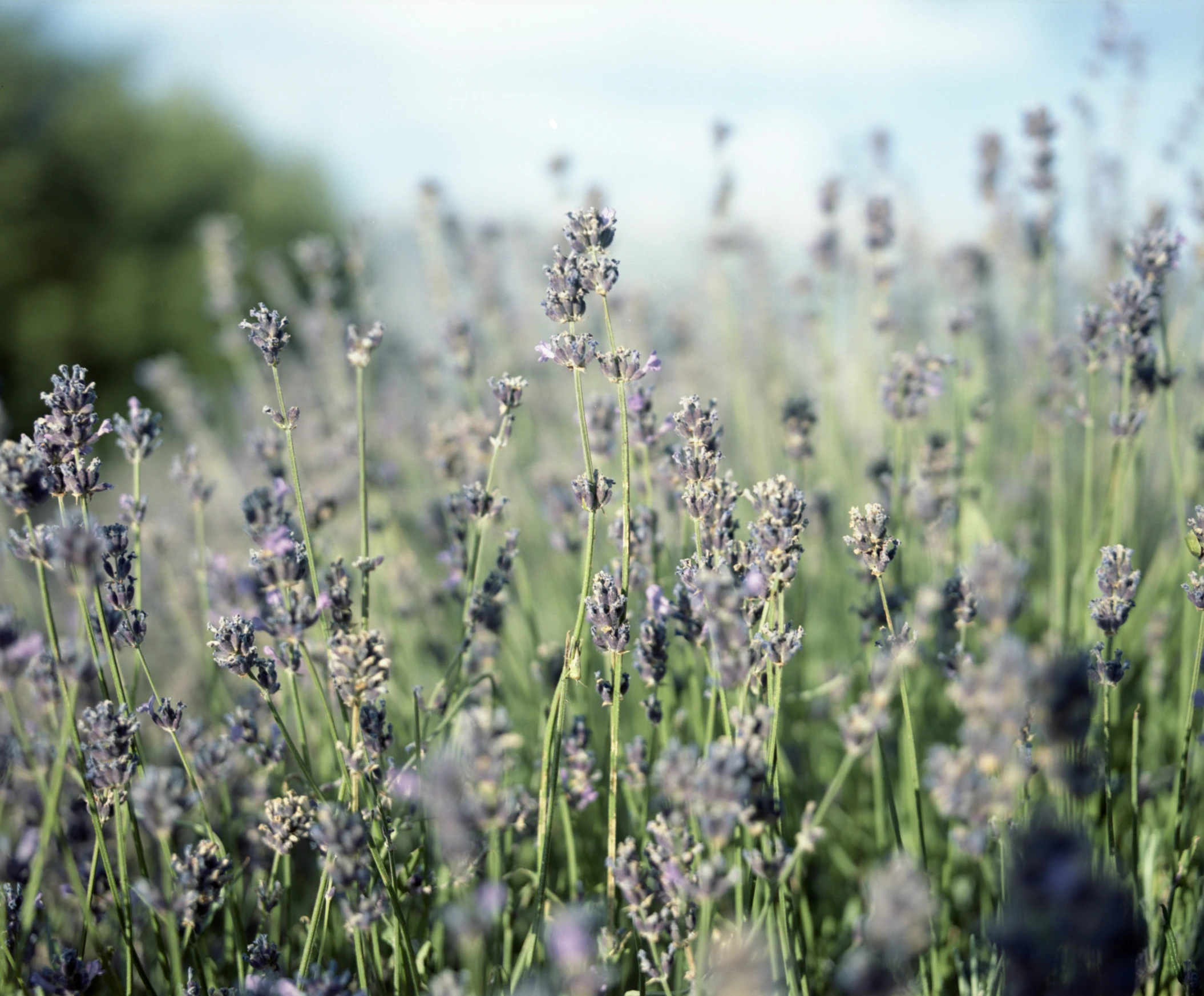 some purple flowers are in the middle of some green