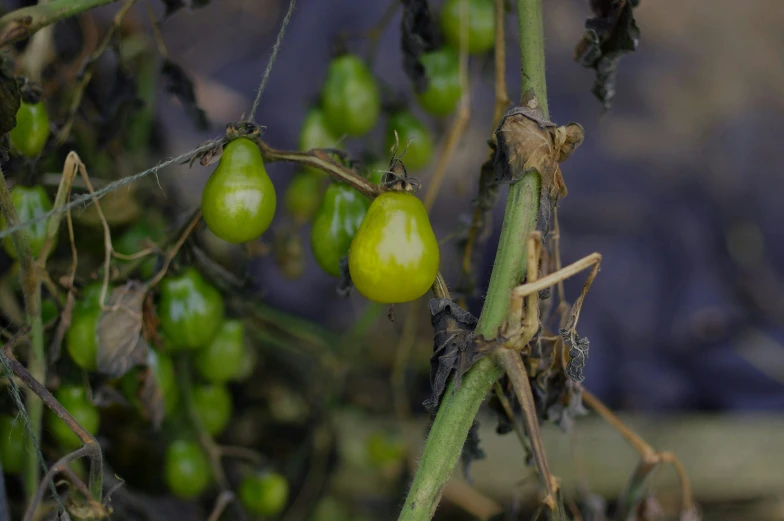 close up of green tomatoes and brown leaves