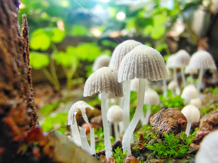 small white mushrooms growing on the forest floor