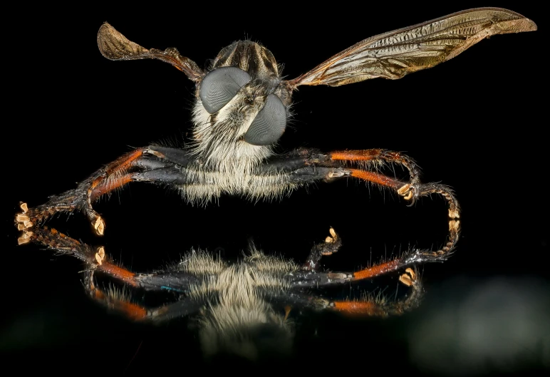 a large, flying insect on black reflected water