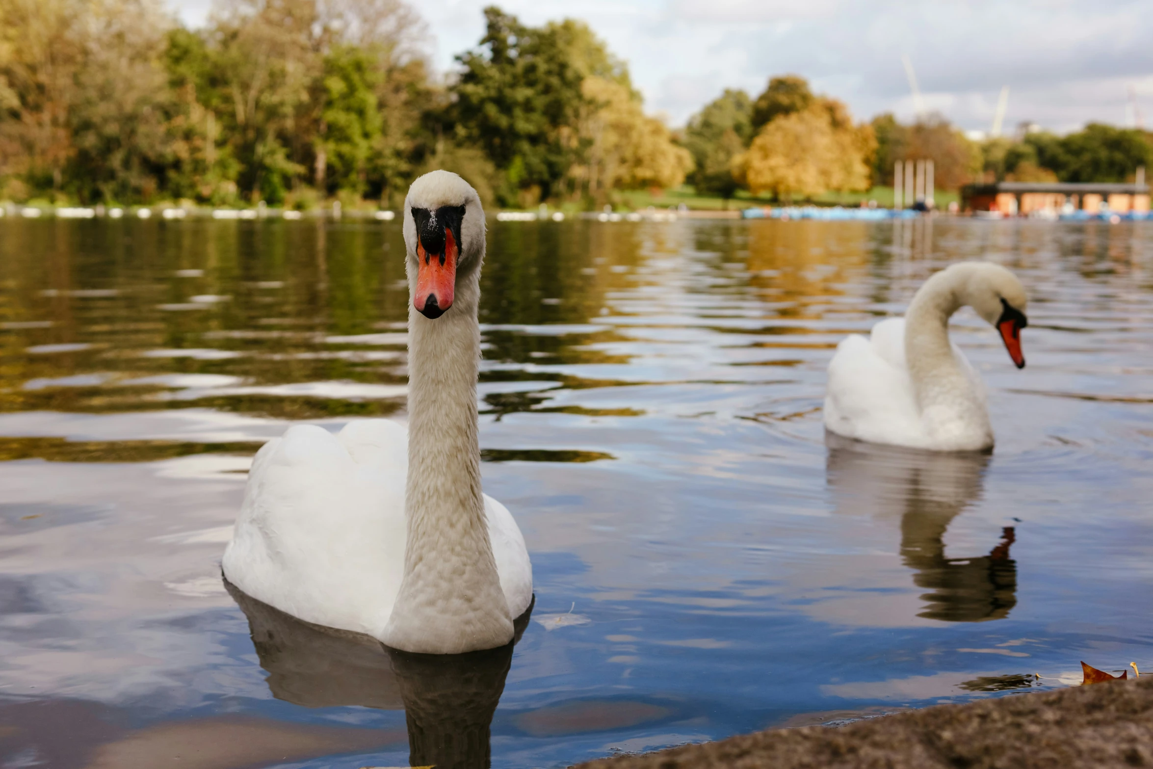 swans in the water enjoying a nice day