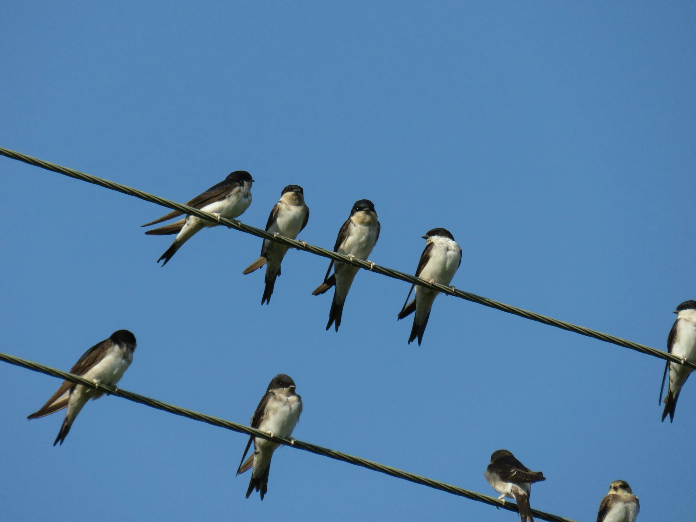 a group of birds that are sitting on wires