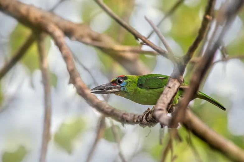 a bird is sitting on a tree nch