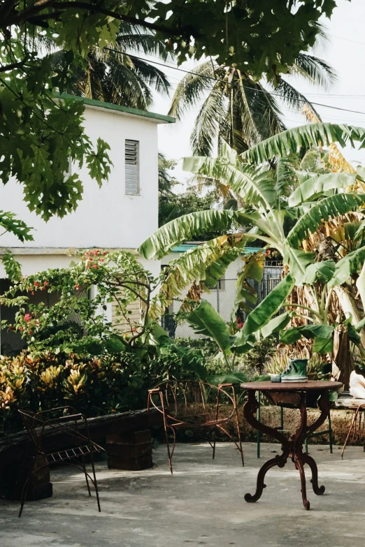 the patio area with several small tables is set under a huge tree