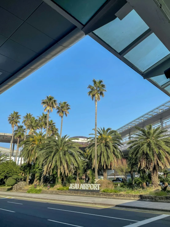 palm trees line the street near a train