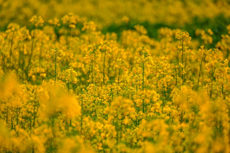 many yellow flowers growing in a large field