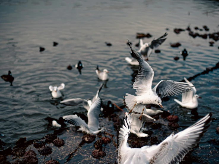 a flock of birds flying over some water