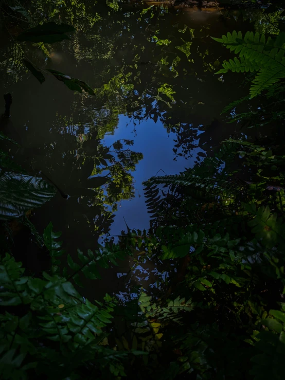 an almost hidden, blue light through the trees on a small pond