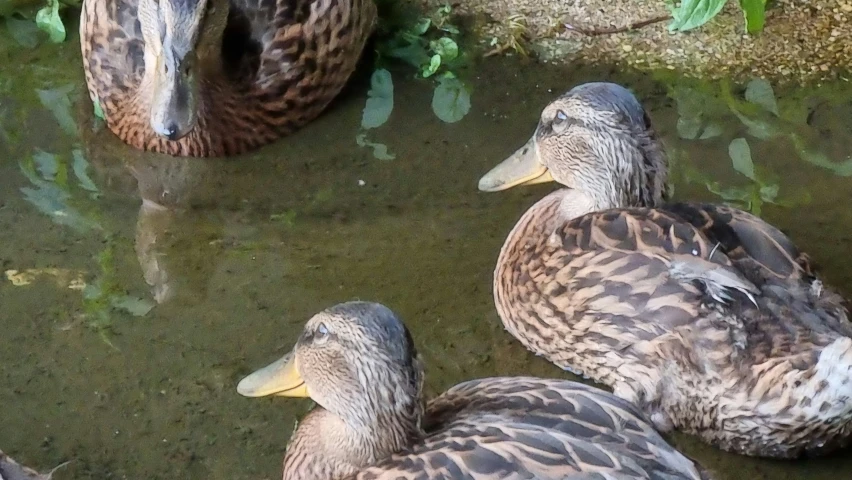 several ducks swimming in the water with one sitting in the center