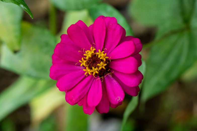 a pink flower that is growing in the dirt
