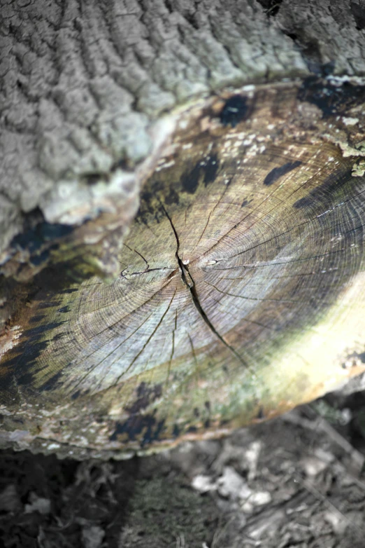 tree slices laying in a lot with paint on them