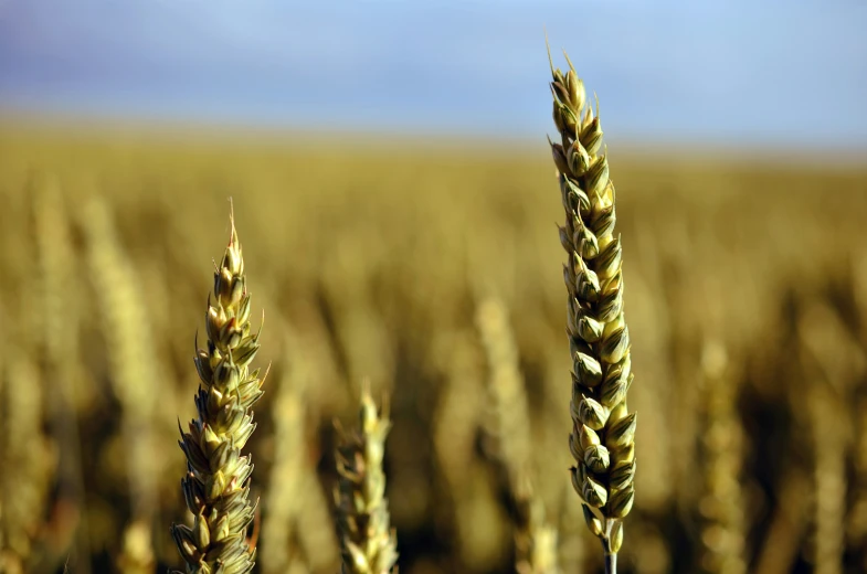 a po of some very big grain stalks