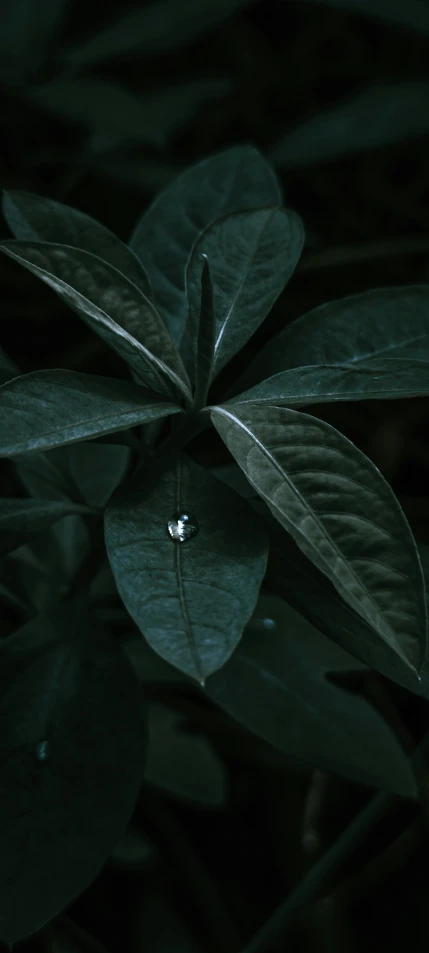 a small flower is reflected in the water