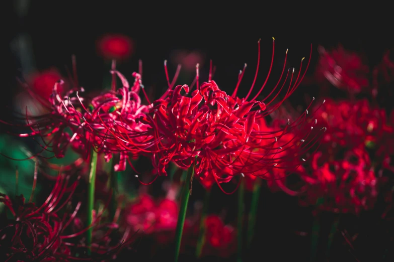 many different flower buds in the dark