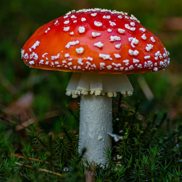 a mushroom with white dots and brown stems