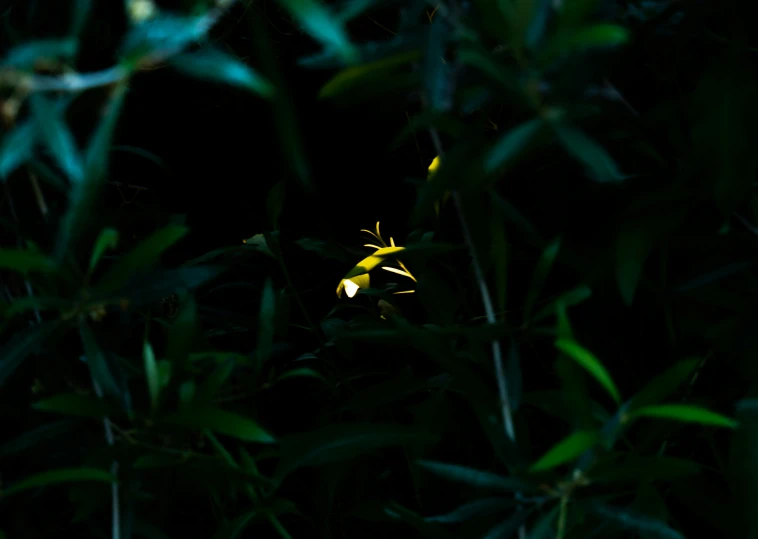 a yellow flower that is sitting in the grass