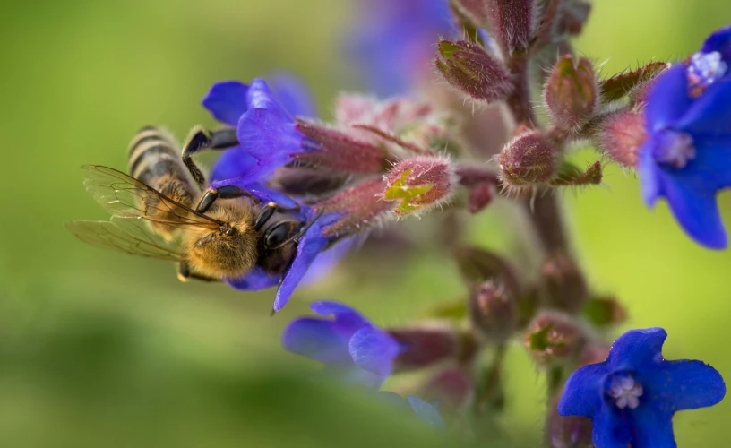 a bee that is flying very close to a flower