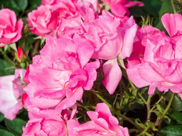 some pink roses are in the middle of a bush