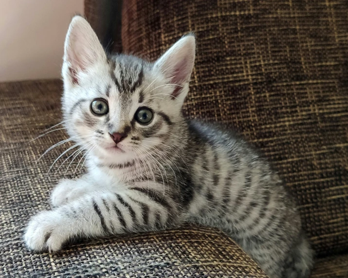 a kitten sitting on top of a chair with its paws on the couch