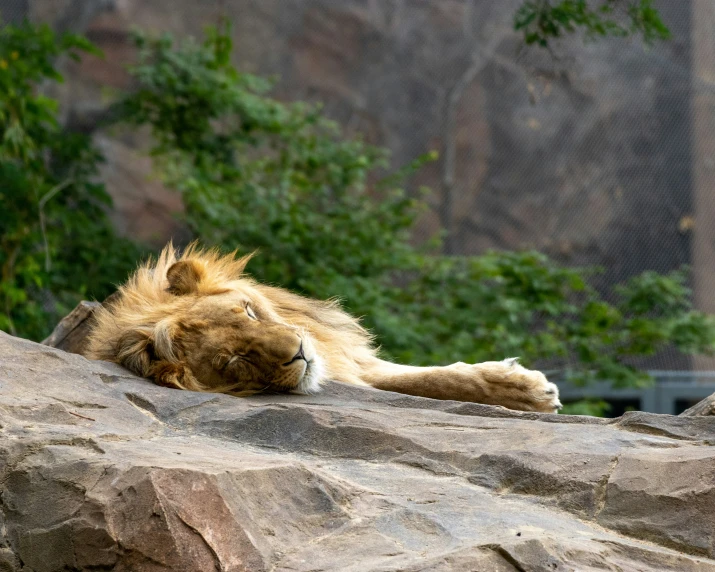 a lion laying on top of some rocks