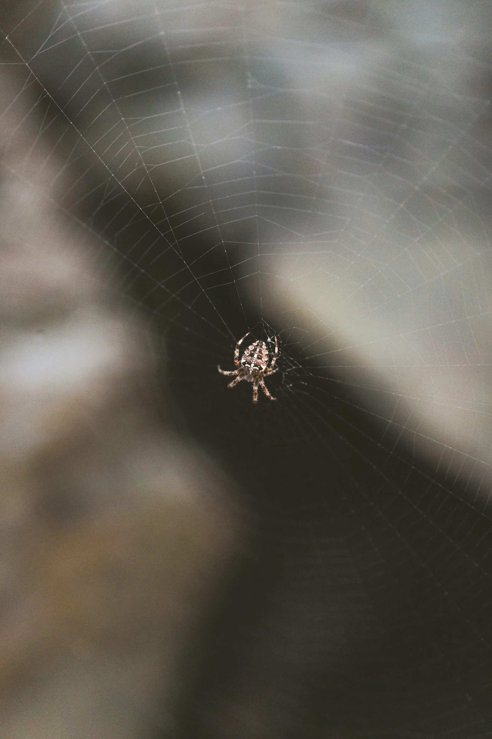 a large spider is shown with long legs