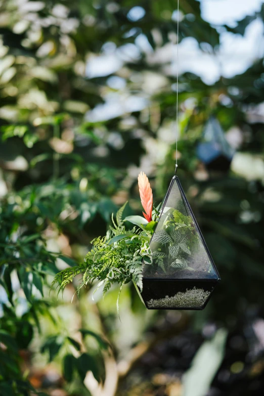 a bird feeder in a forest filled with lots of plants