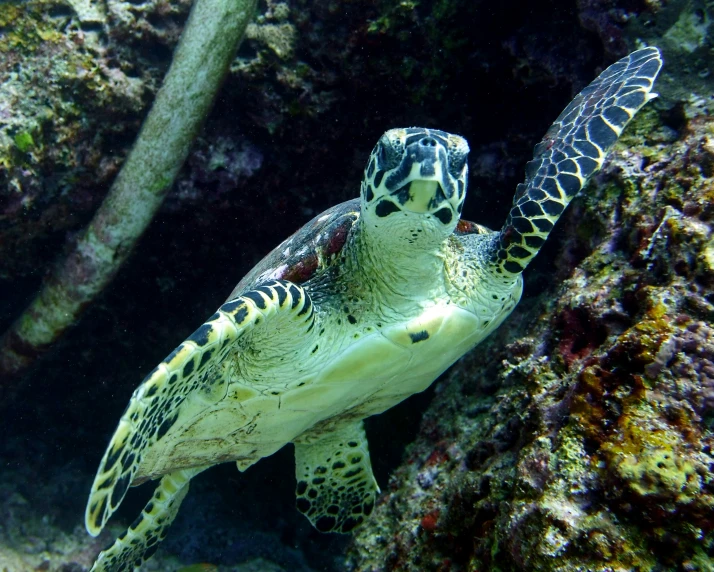 a sea turtle swimming in the water