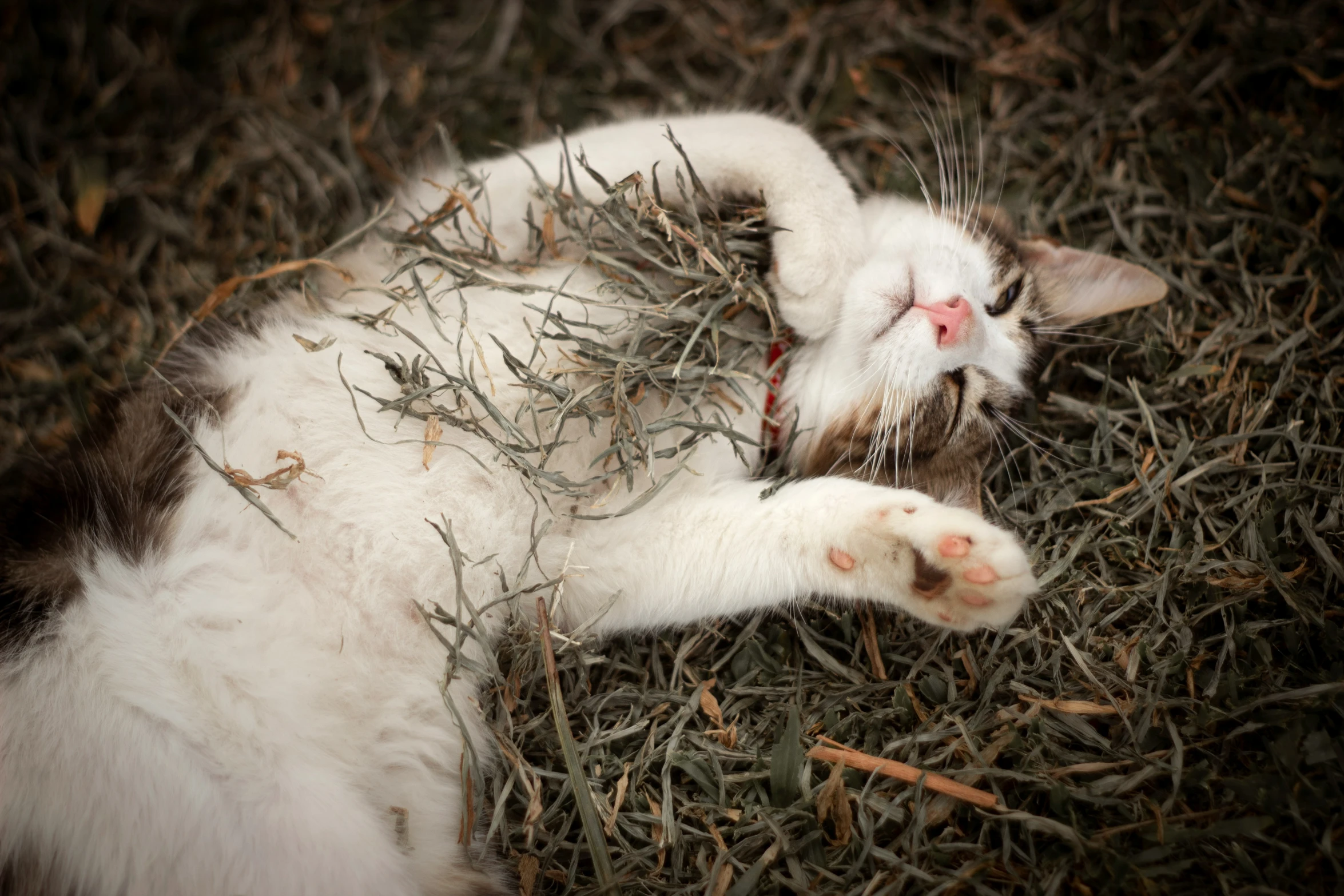 a cat laying down and reaching for soing