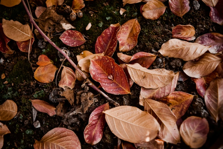 several leaves lay on the ground in a close up view