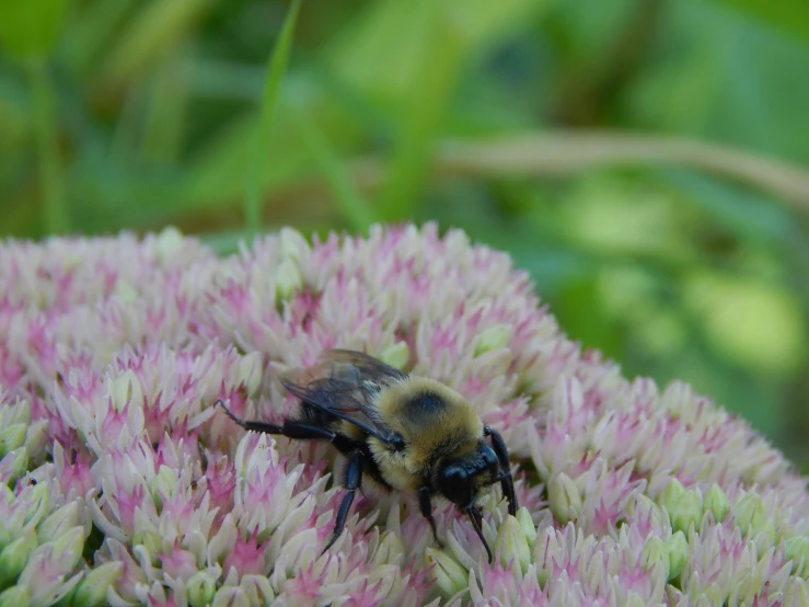 a close - up image of a honey bee, on purple flowers