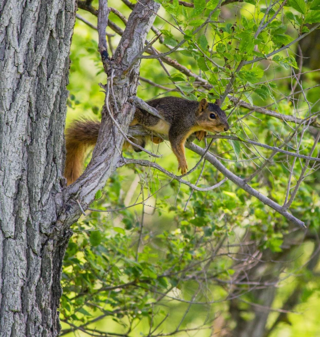 a squirrel sitting in the nches of a tree