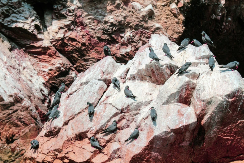 birds sitting on large rocks near a beach