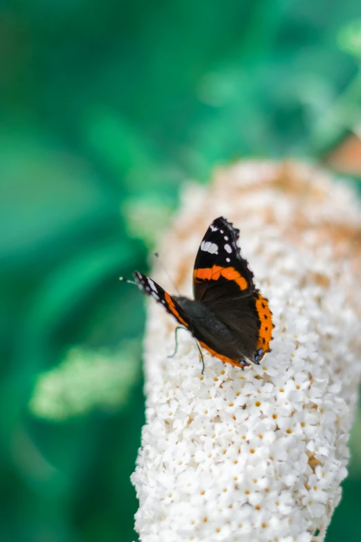 an orange and black erfly resting on a flower