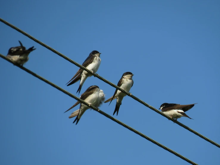 four birds sitting on power lines against a blue sky