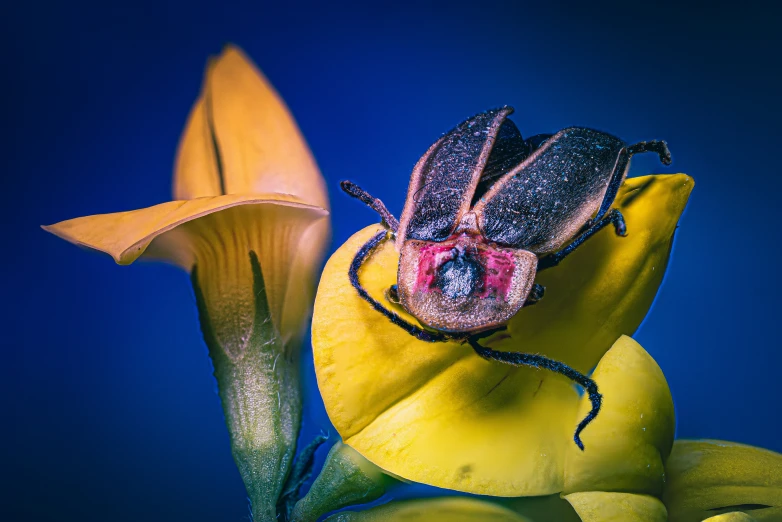 an adult bug sitting on a banana flower