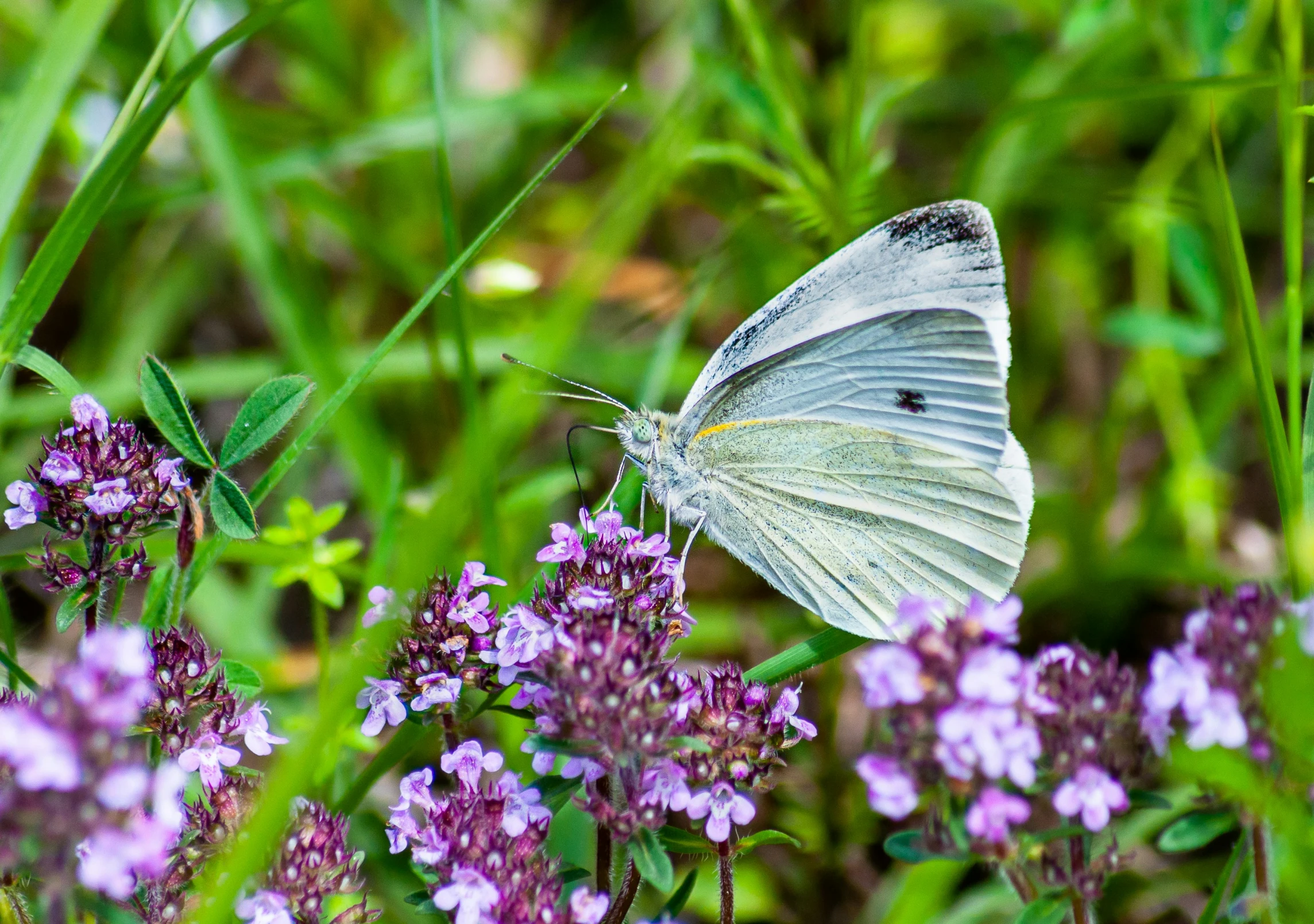 a small white erfly perched on top of purple flowers