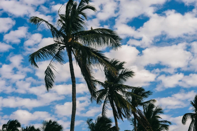 a row of palm trees under a partly cloudy sky