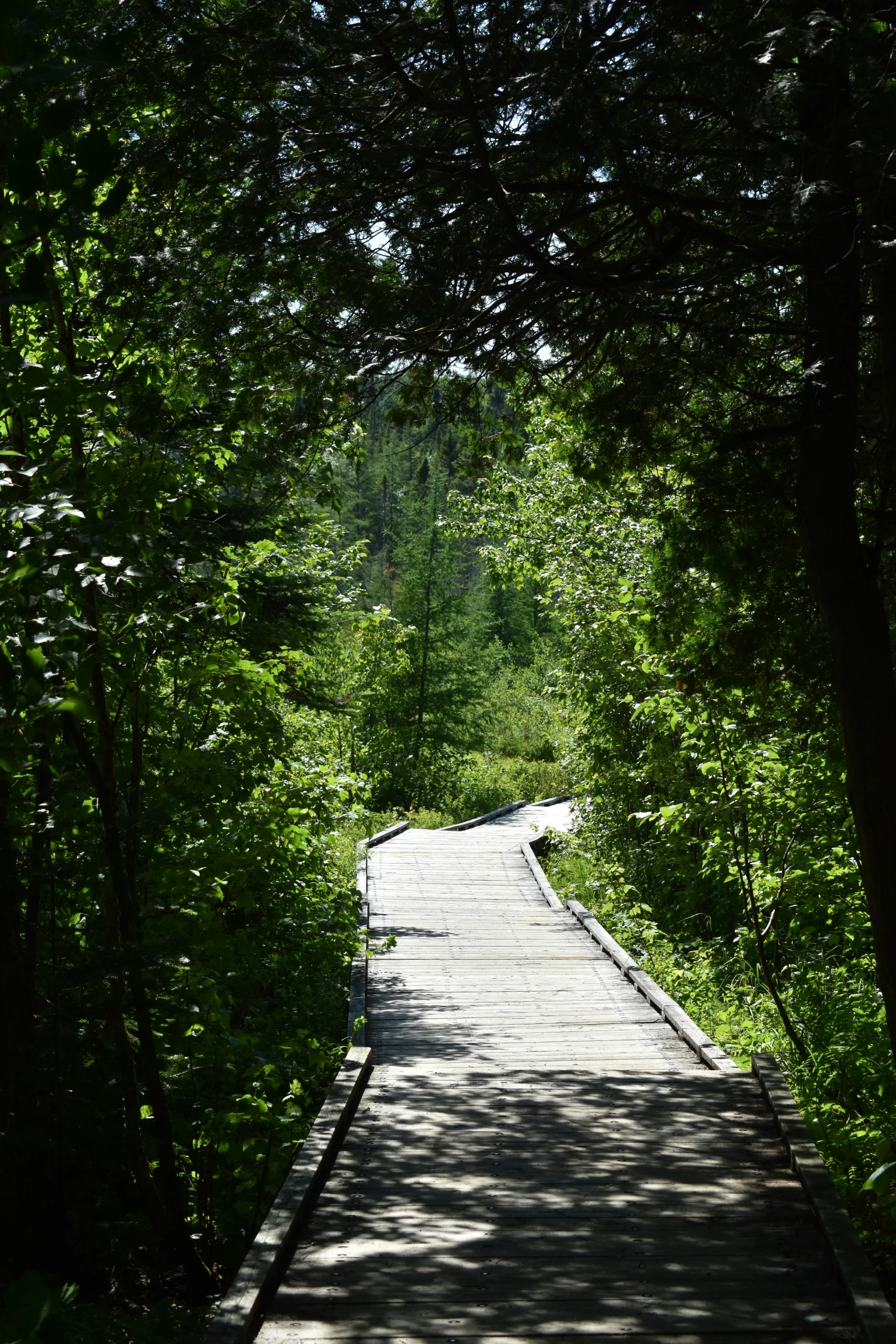 a very long, empty wooden path going through some forest