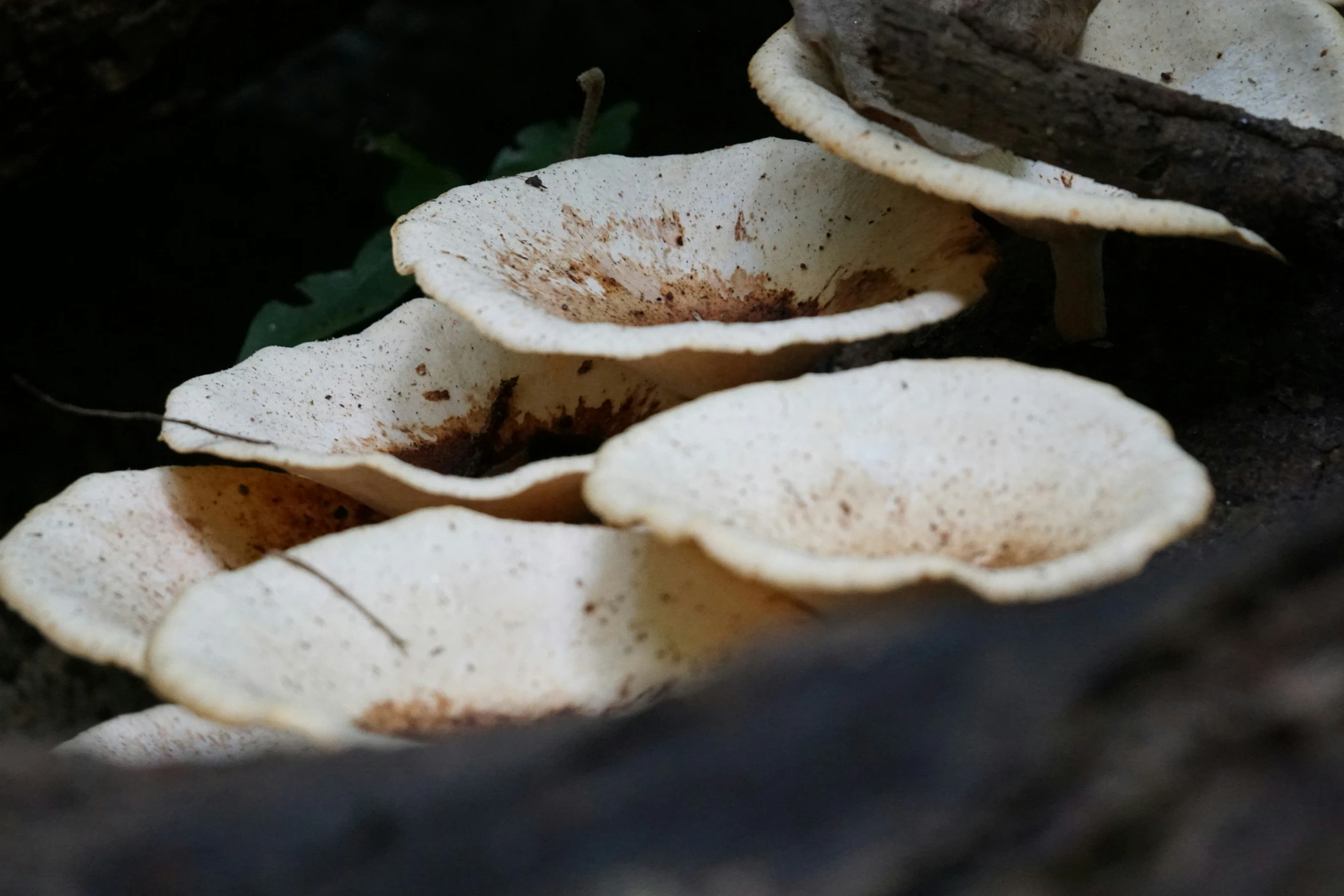 an image of white mushrooms that have been cut into pieces