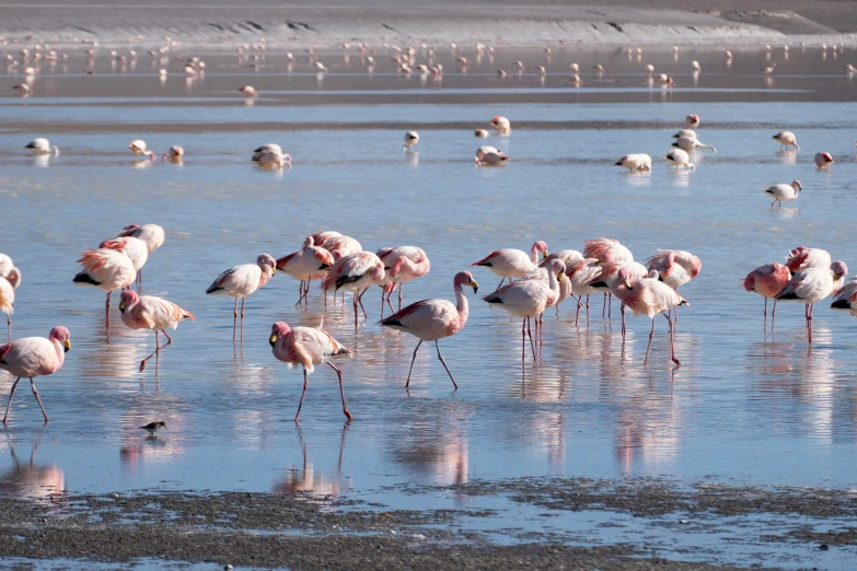 a large group of pink flamingos standing in the water