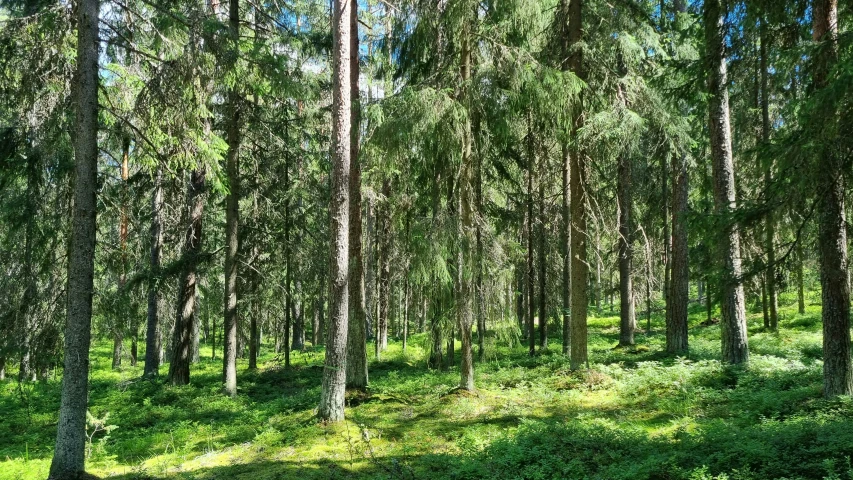 the green grass and trees in the forest are a good contrast to the dirt