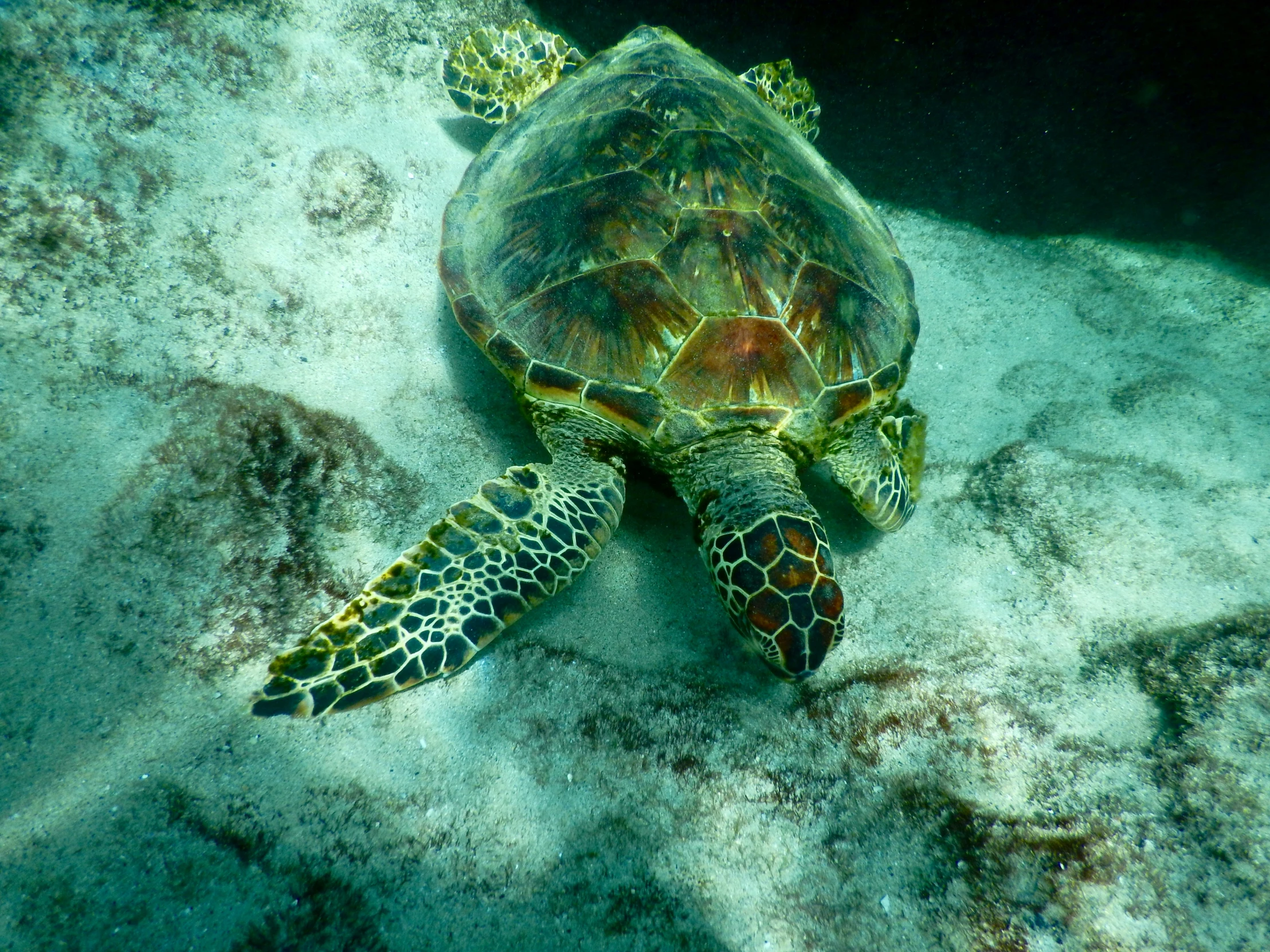 a turtle swimming on the sand of the ocean