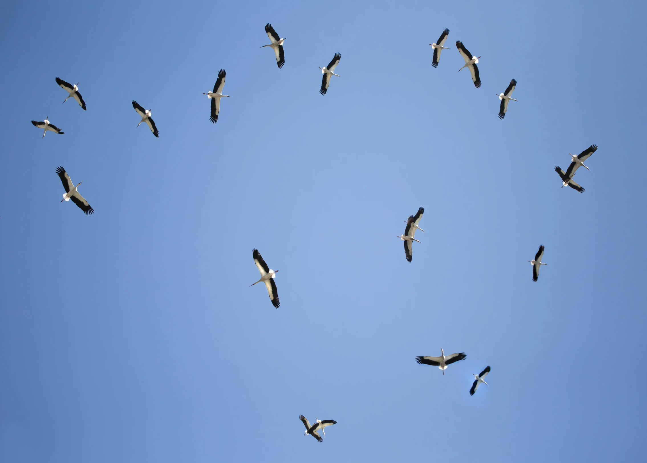 a group of seagulls flying through the air in formation