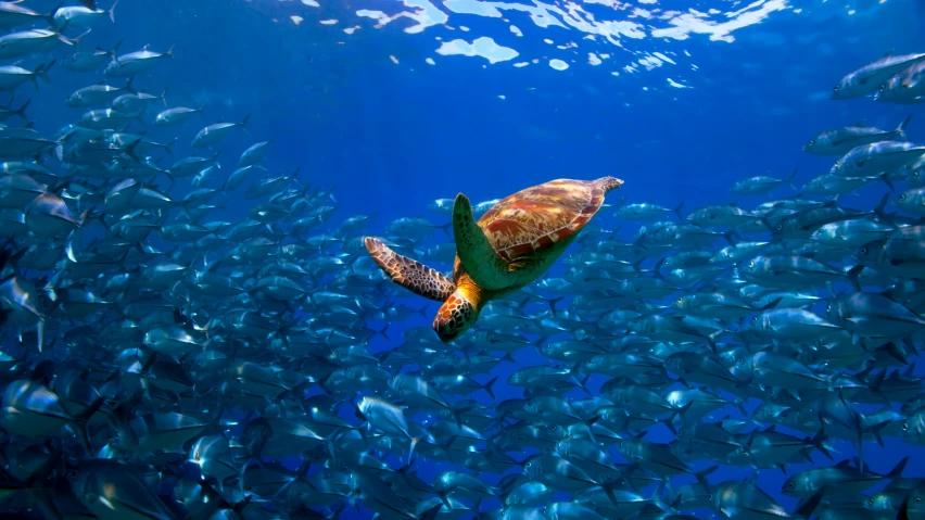 an turtle in the blue surrounded by lots of fish