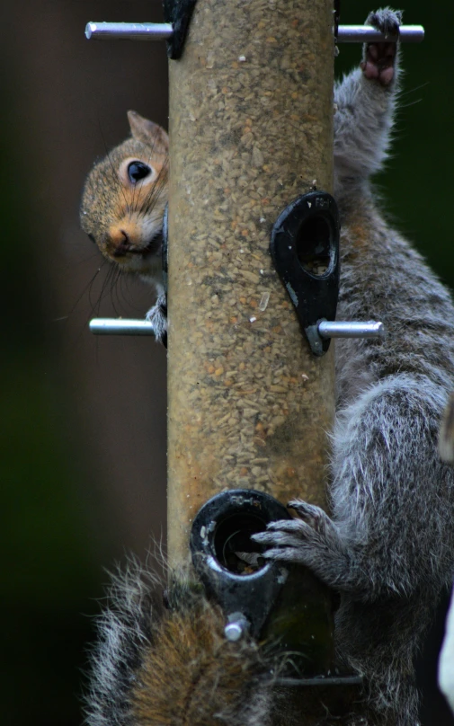 squirrel climbing on the side of a bird feeder