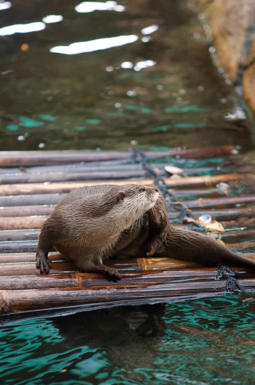 an otter on a bamboo raft in the water