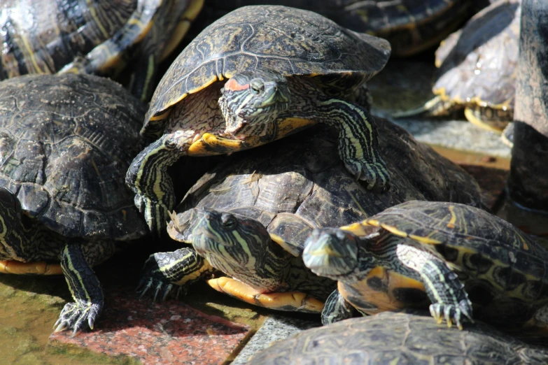 a large group of turtles laying in the sun