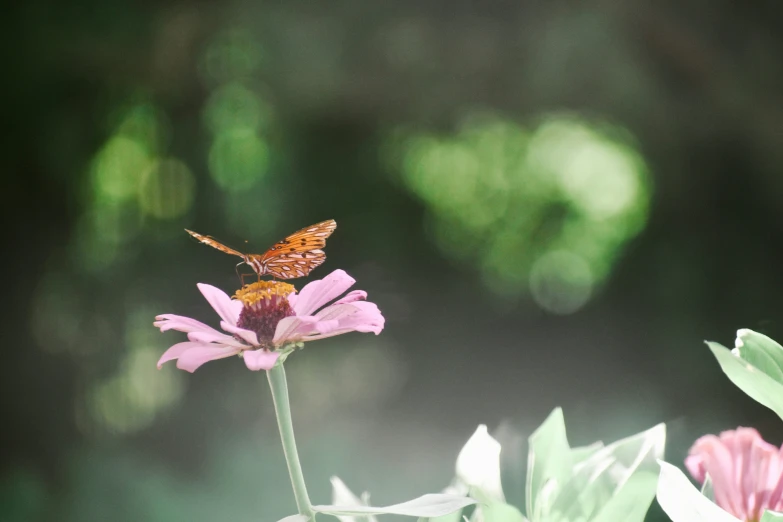 a moth that is sitting on some flowers